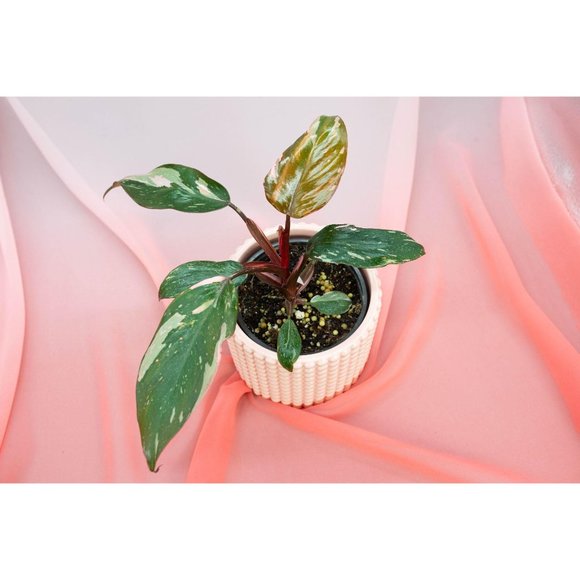 Pink Princess Philodendron 4" US Seller | RARE Pot - Picture 5 of 5